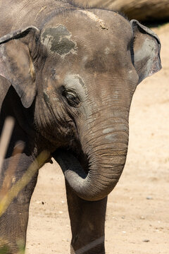 Indischer Elefant