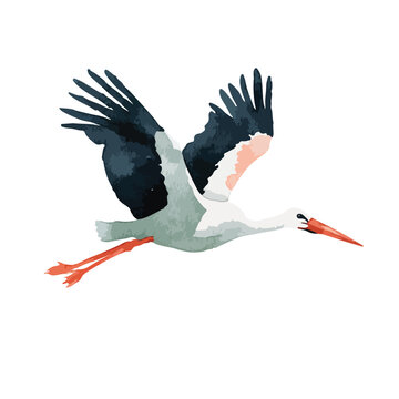 Elegant Flying Stork Bird Illustration with Spread Wings.