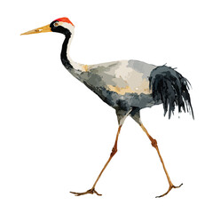 Obraz premium Elegant Watercolor Crane Bird Illustration.