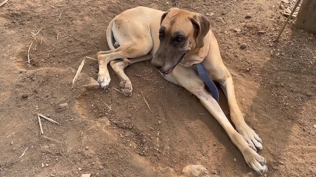 great dane dog laying down resting outdoors on rural mud ground