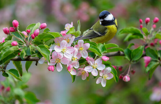 little bird perching on branch of blossom apple tree with pink flowers. Great tit