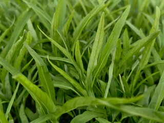 Fresh Water Spinach Leaves Growing in Garden