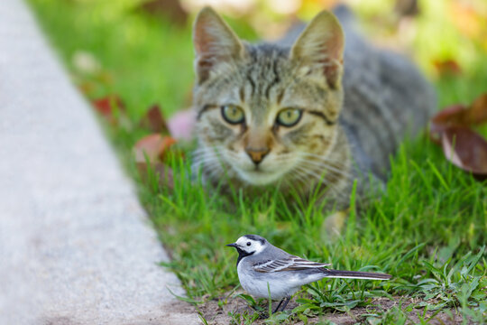 little wagtail bird perching in front of cat in green lawn. The cat hunts a bird