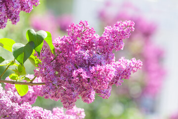 Plakat blooming lilac flowers in a garden. Spring background