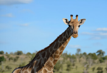 Fototapeta premium A stunning and graceful giraffe poses elegantly against a brilliant blue sky and lush, vibrant greenery all around