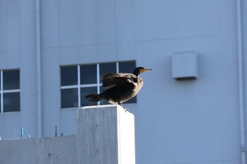 A cormorant basking in the winter sun