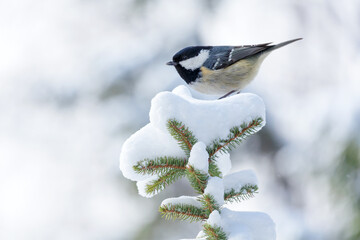 little bird perching on branch of snowy fir tree. Coal tit © Nitr