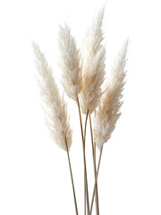 Fototapeta premium Soft dried wheat grass isolated on transparent background. Natural plant element perfect for rustic designs, agriculture themes, and botanical decoration.