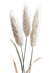 Fototapeta premium Soft dried wheat grass isolated on transparent background. Natural plant element perfect for rustic designs, agriculture themes, and botanical decoration.