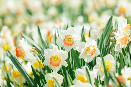 daffodil flowers blooming in garden