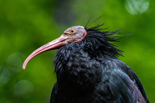 Waldrapp