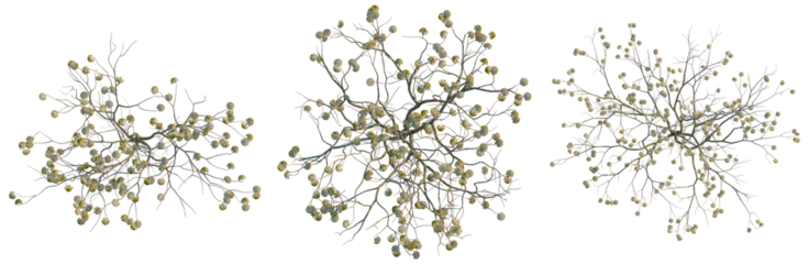 Edgeworthia tomentosa tree plan, top view, cutout, transparent background, isolate, Winter Branch with Berries - A Delicate Botanical Illustration for Seasonal Designs