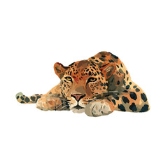 Majestic Leopard Resting Vector Illustration.