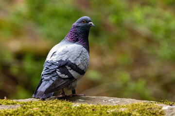 Fototapeta premium Taube 2