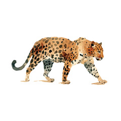 Majestic Leopard Walking Watercolor Illustration.