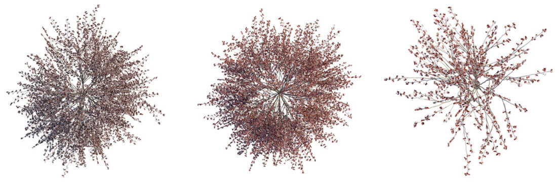 Prunus cerasifera Newport tree plan, top view, cutout, transparent background, isolate, Three Bare Tree Branches with Buds - Aerial View for Seasonal Design Elements