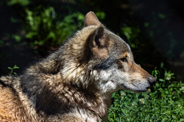 Obraz premium Wolf 4