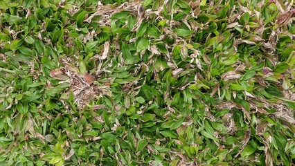 Top view of green tropical carpet grass with brown dry leaves