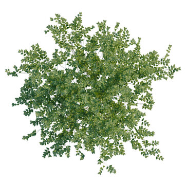Zelkova serrata Green Vase tree plan, top view, cutout, transparent background, isolate, Ivy foliage overhead arrangement for natural landscaping and decorative designs