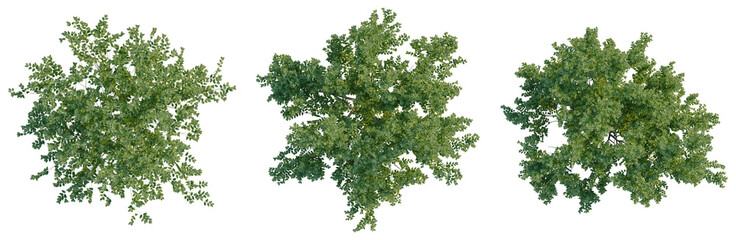 Obraz premium Zelkova serrata Green Vase tree plan, top view, cutout, transparent background, isolate, Lush Green Tree Canopies - Realistic Tree Top Views for Environmental Designs