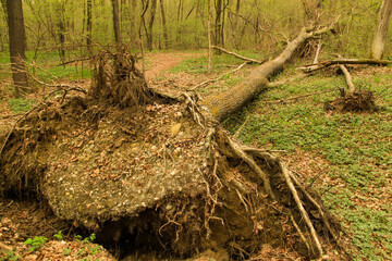 Fototapeta premium Albero sradicato caduto a terra nel bosco