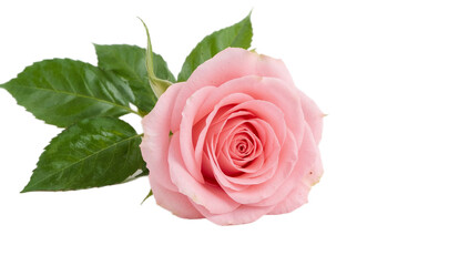 Vibrant and soft pink rose in full, delicate bloom with lush green leaves, perfectly isolated on a bright white background, symbolizing elegance and natural beauty