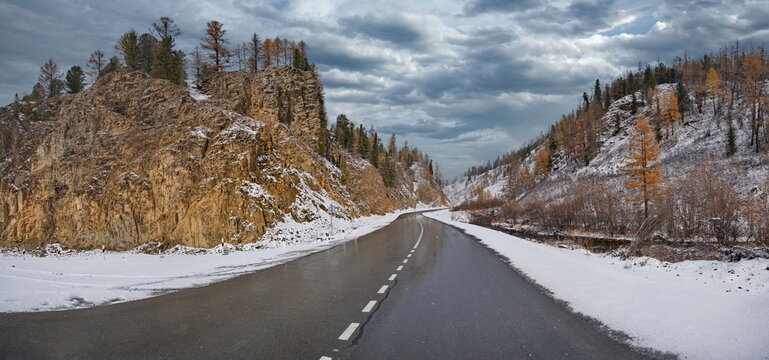 Russia. The South of Western Siberia, the Altai Mountains. A fascinating view of the yellow larches dusted with the first autumn snow along the Chuya highway in the valley of the Chuya River.