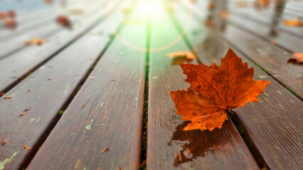 leaves background autumn fallen