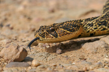 Naklejka premium A Puff Adder shows its black forked tongue on a country road near Greyton.