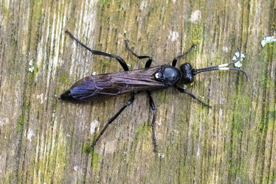 Closeup on a large ichneumonid wasp, Ichneumon lugens on a piece of wood