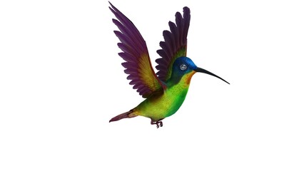Fototapeta premium flying hummingbird