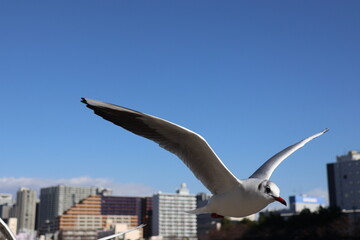 Black-headed gull flying low