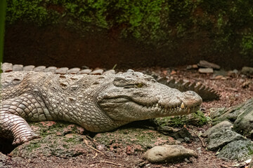 Close up of large Nile Crocodile in the sanctuary.