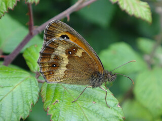 Fototapeta premium Hedge brown butterfly (Pyronia tithonus), also known as the gatekeeper, sitting on a bramble leaf