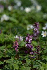Obraz premium pink-flowered Corydalis cava and white flowered wood anemone (Anemonoides nemorosa) covering the forest ground in spring as spring ephemeral