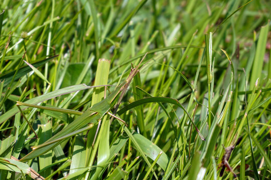 Oriental grasshoppers are also known as Chinese grasshoppers. These insects are agricultural pests in some areas and are plant-eating insects that are active during the day.

