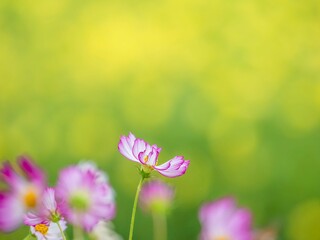 秋を彩るコスモスの花畑。黄色い花畑の背景に佇んでいるピンクの縁取りが魅力的なかわいいコスモス。自然風景。横構図