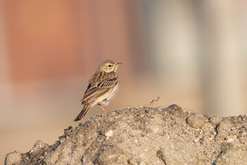 Tree Pipit (Anthus trivialis) perched on the ground in open habitat, showing streaked plumage, slender bill, and alert posture in natural daylight.