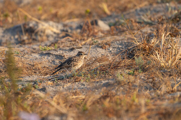 Oriental Skylark (Alaudala cheleensis) perched on the ground in open grassland, showing detailed plumage, upright posture, and natural camouflage in soft daylight.