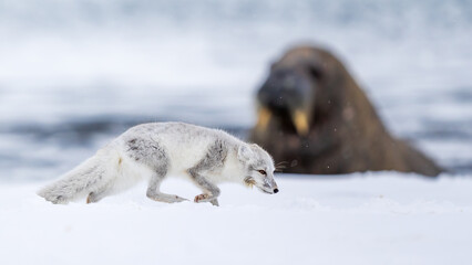 Obraz premium Arctic fox on the snow in Svalbard.