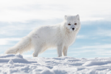 Obraz premium Arctic fox on the snow in Svalbard.