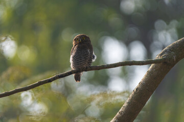 Jungle Owlet (Glaucidium radiatum) perched on a tree branch in natural forest habitat, showing detailed plumage, alert eyes, and calm behavior in soft natural light.