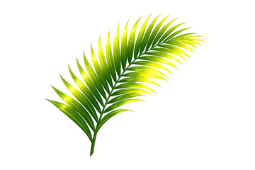 Fototapeta premium Palm frond with green foliage, capturing tropical nature and island botanicals. Perfect for summer, travel, and natural themes