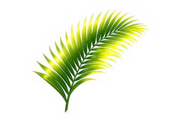 Palm frond with green foliage, capturing tropical nature and island botanicals. Perfect for summer, travel, and natural themes