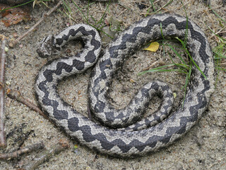 Obraz premium Eine Schlange im Sand