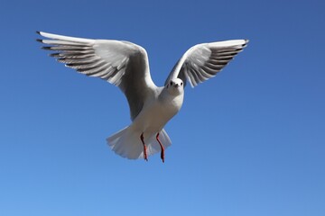 A Black-headed Gull Spreading Its Wings in the Blue Sky