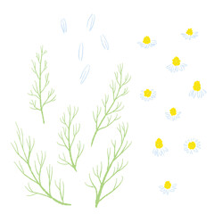 カモミールの手書きカラーイラスト素材