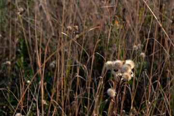 Dry grass background. Field with a dry grass wallpaper.