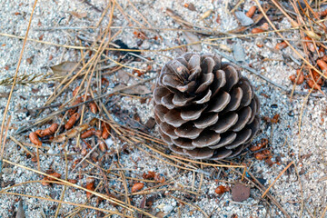 A pine cone on a grey background. A single isolated pine cone wallpaper.