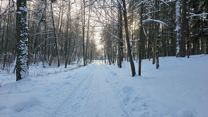 Serene Snow-Covered Forest Trail
